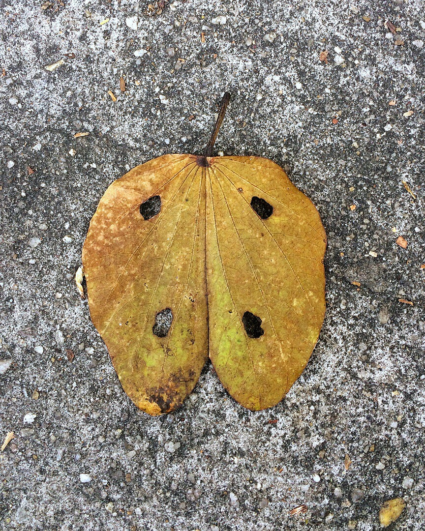 Apple iPhone 5s sample photo. Untitled photography