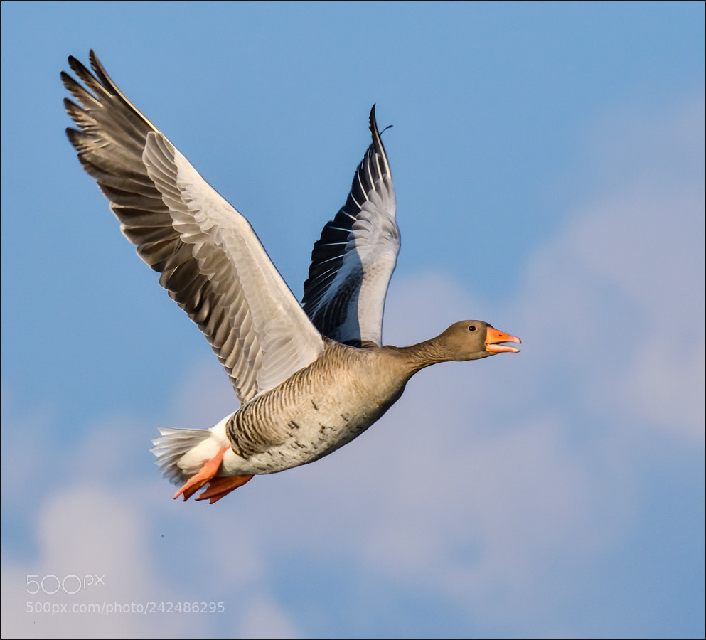 Nikon D500 sample photo. Flying bird photography