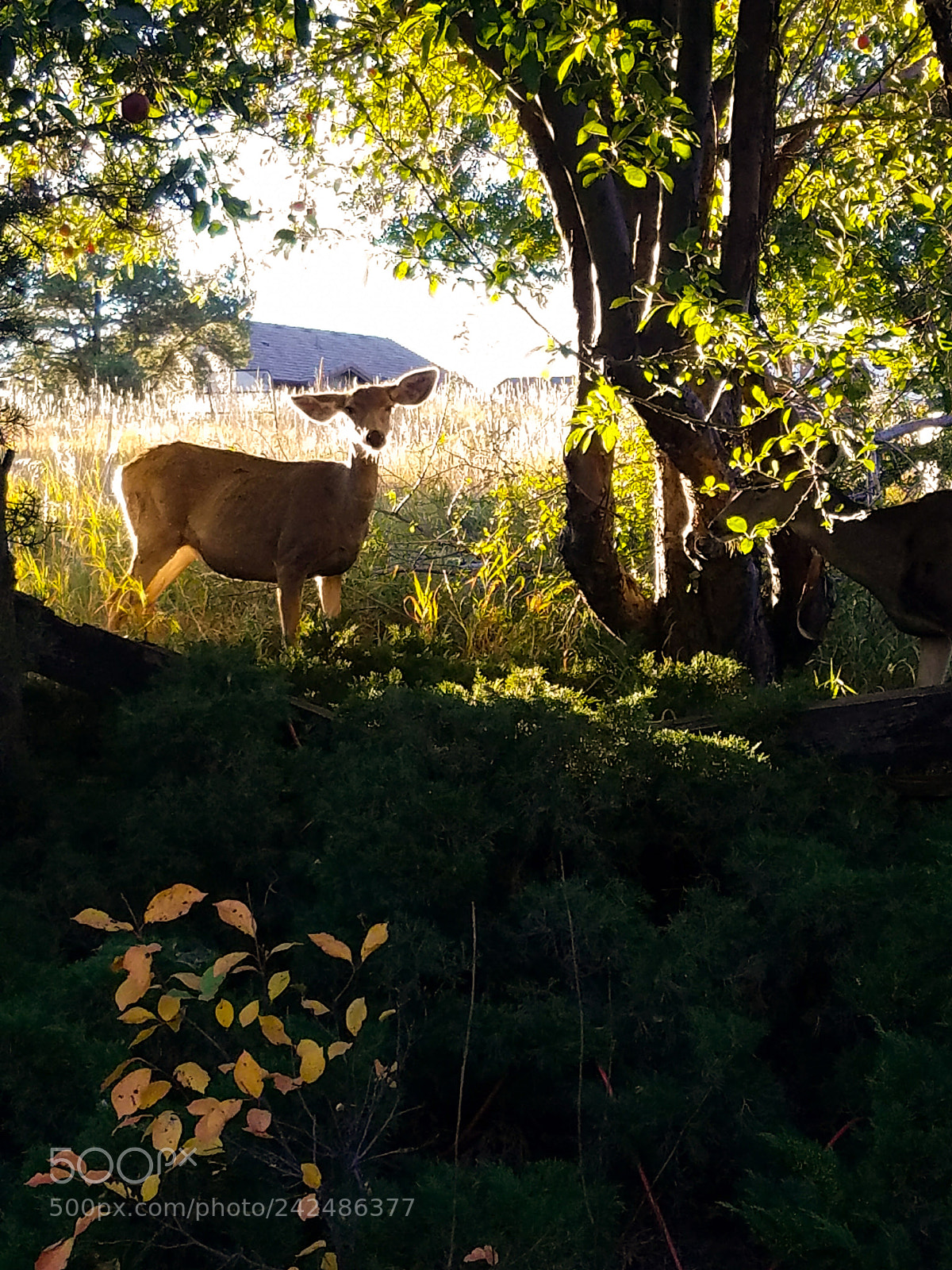 Samsung Galaxy S7 sample photo. Mule deer photography