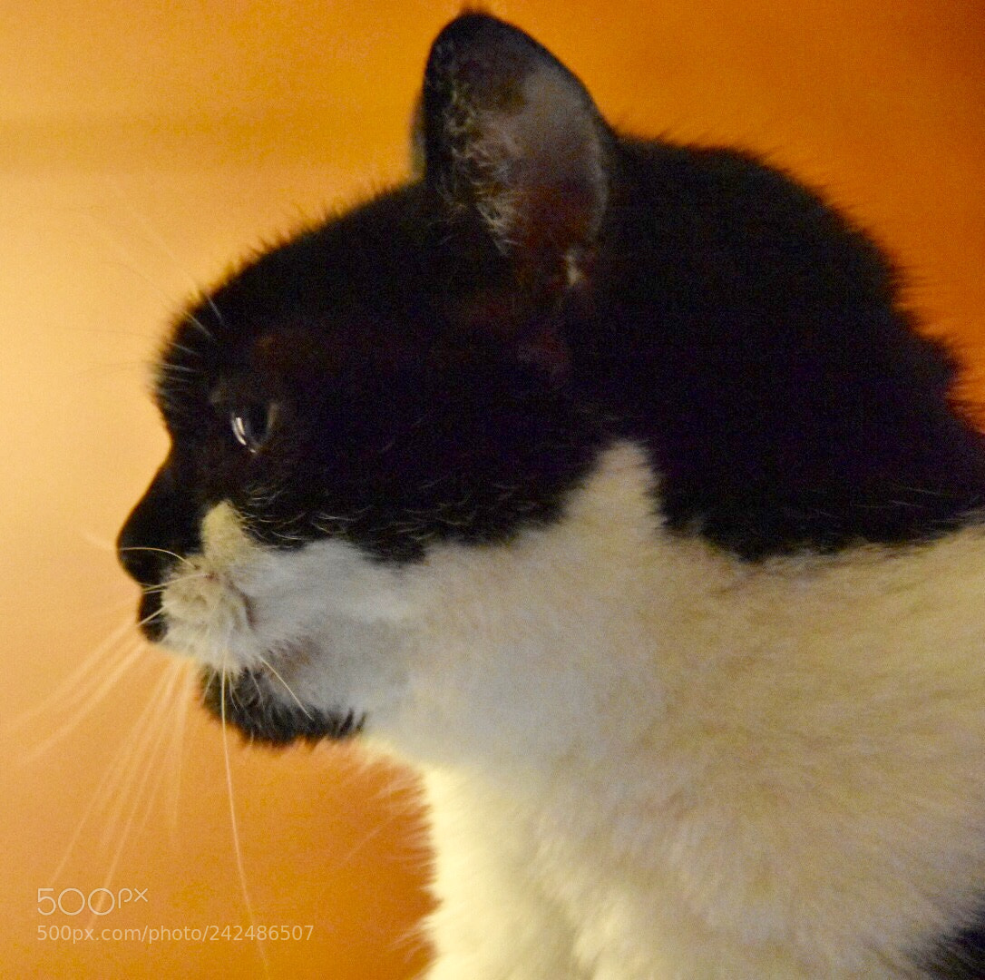 Nikon D7200 sample photo. My sweet girl photography