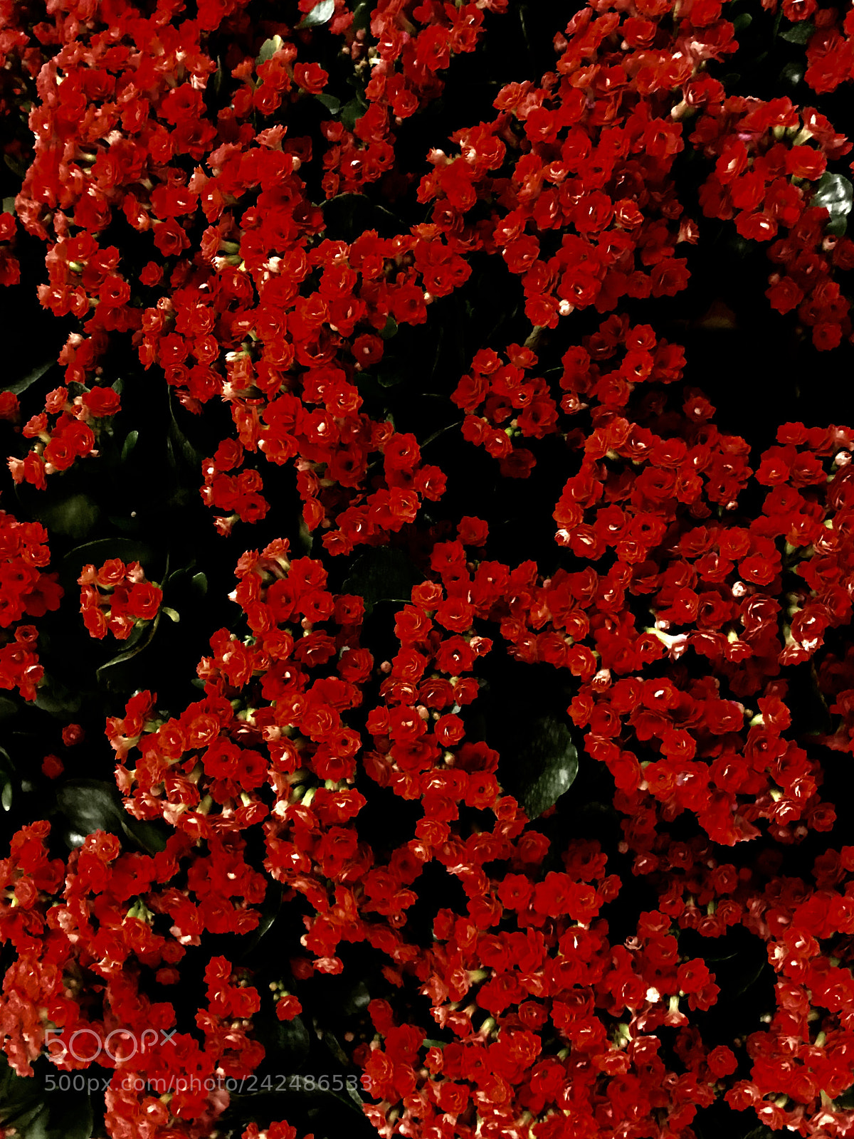 Apple iPhone 7 Plus sample photo. Red photography