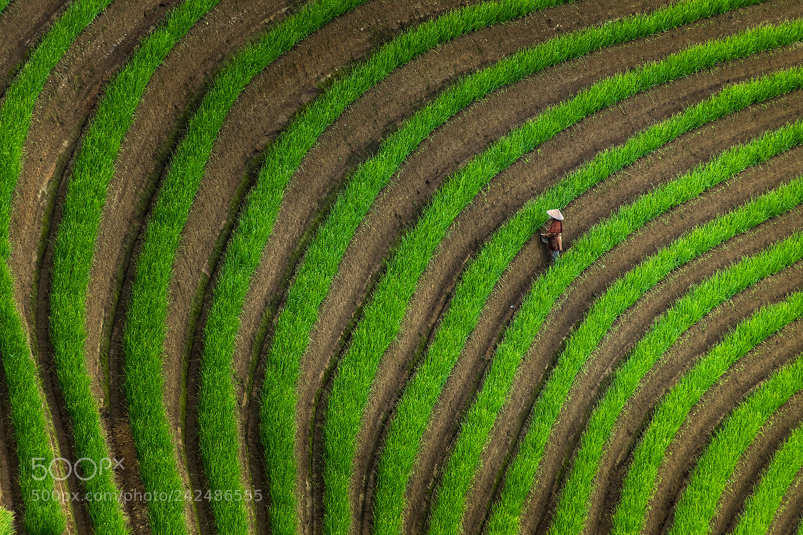 Fujifilm X-T10 sample photo. Onion farmer photography