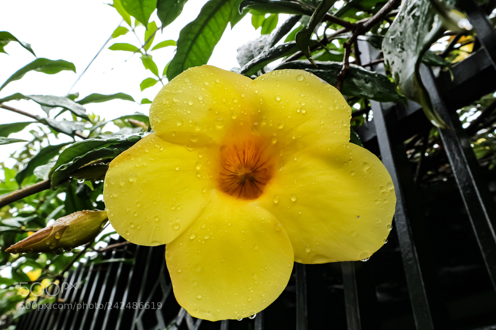 Canon EOS M10 sample photo. Untitled photography