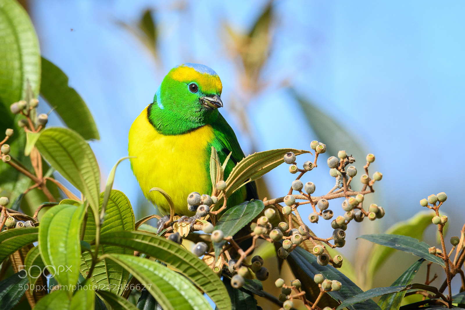 Nikon D850 sample photo. Golden browed chlorophonia photography