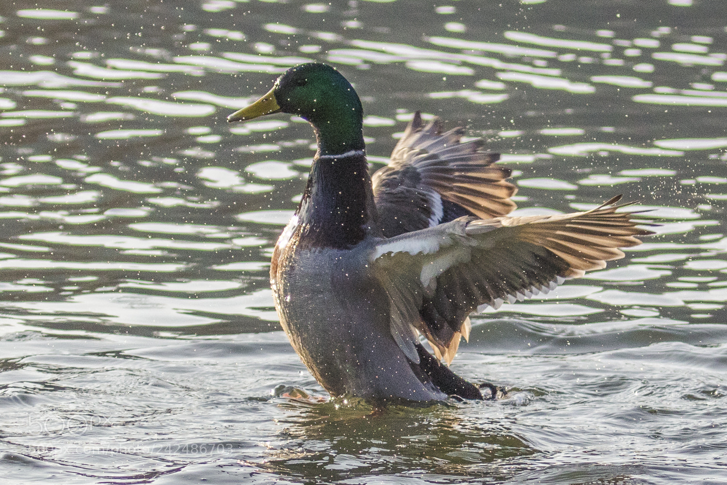 Canon EOS 5DS R sample photo. An der ruhr photography