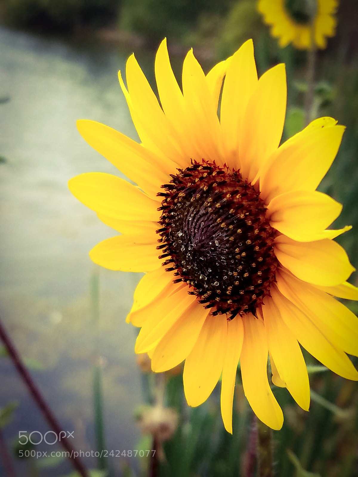 Samsung Galaxy S7 sample photo. Sun flower photography