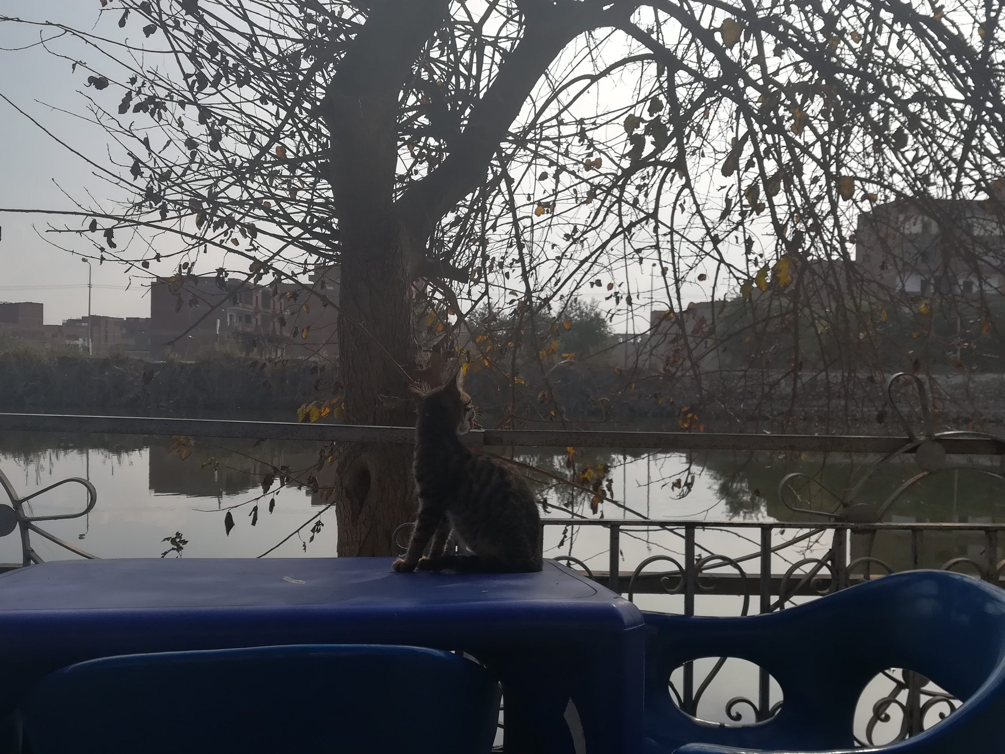 HUAWEI P8 lite 2017 sample photo
