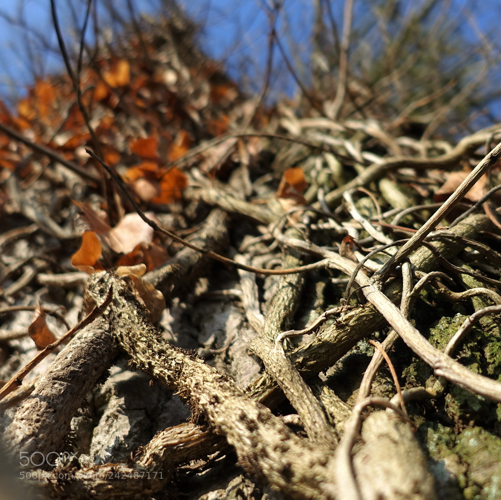 Sony Cyber-shot DSC-RX100 III sample photo. Entrelacements photography