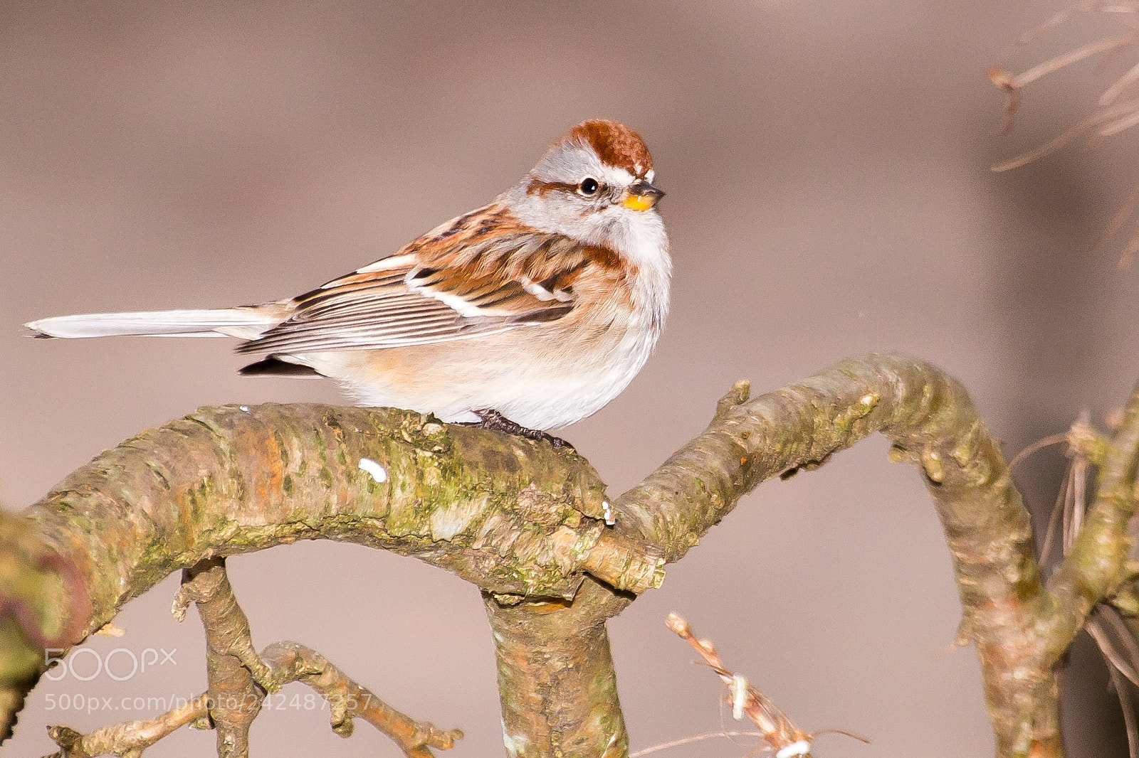 Canon EOS 100D (EOS Rebel SL1 / EOS Kiss X7) sample photo. House sparrow photography