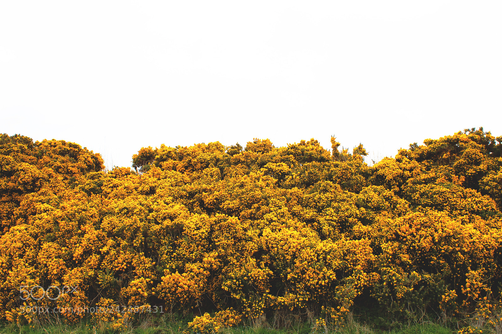 Canon EOS 1300D (EOS Rebel T6 / EOS Kiss X80) sample photo. Lush gorse photography