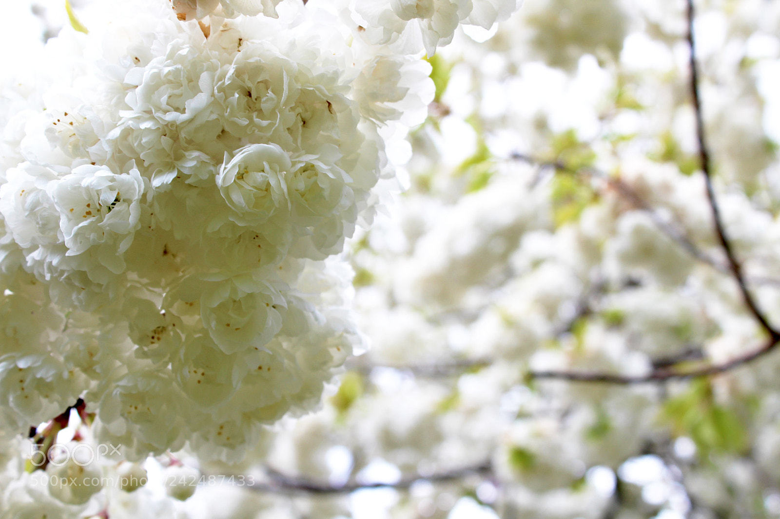 Canon EOS 1300D (EOS Rebel T6 / EOS Kiss X80) sample photo. White blossoms photography