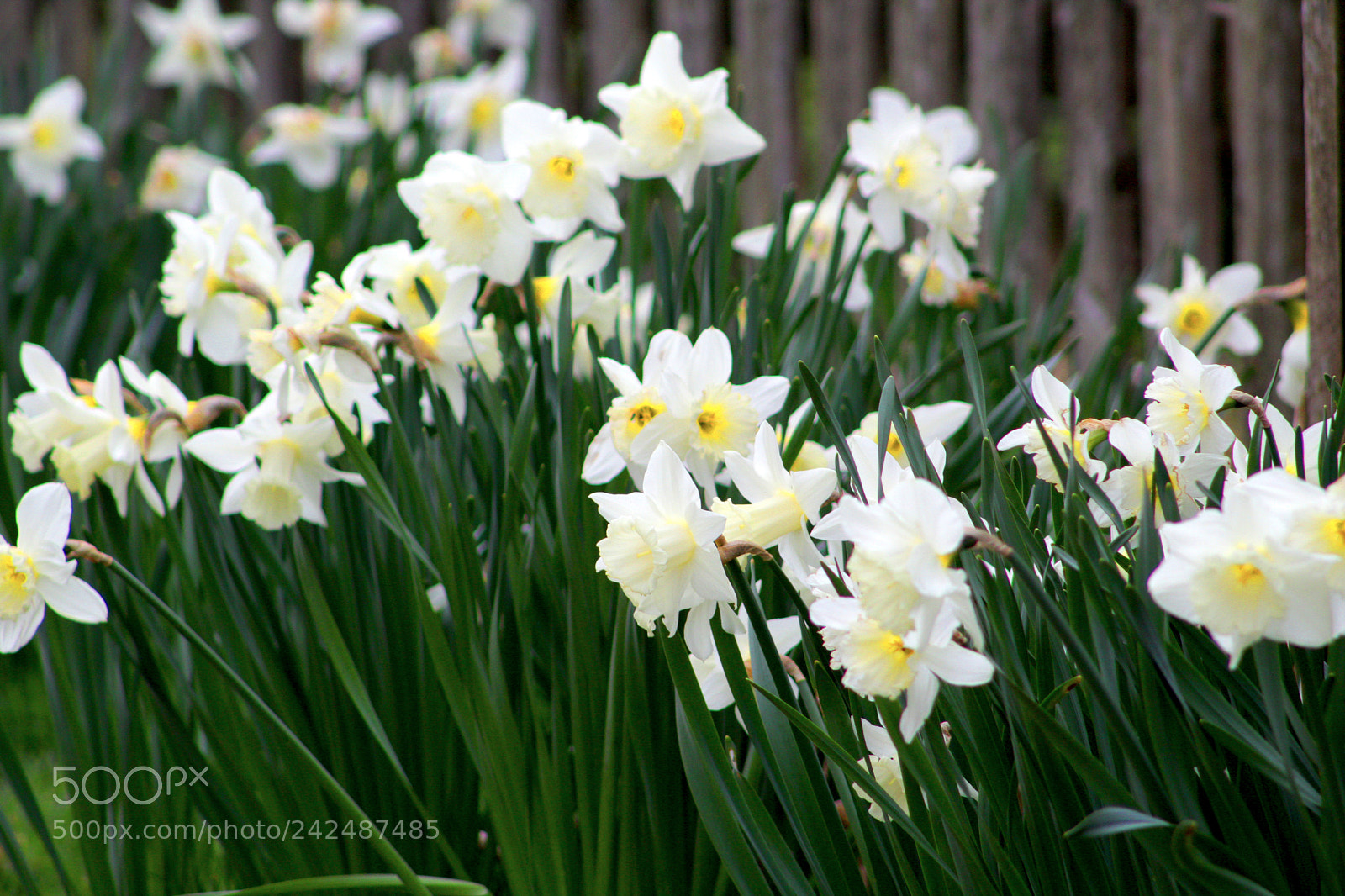 Canon EOS 1300D (EOS Rebel T6 / EOS Kiss X80) sample photo. Day lillies photography