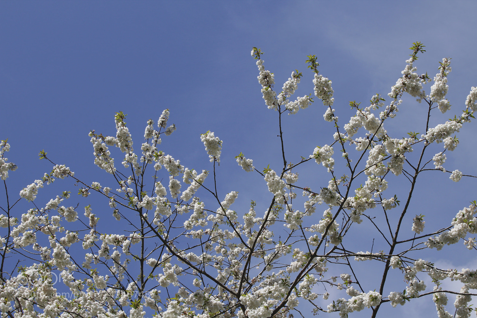 Canon EOS 1300D (EOS Rebel T6 / EOS Kiss X80) sample photo. Blossom tree photography