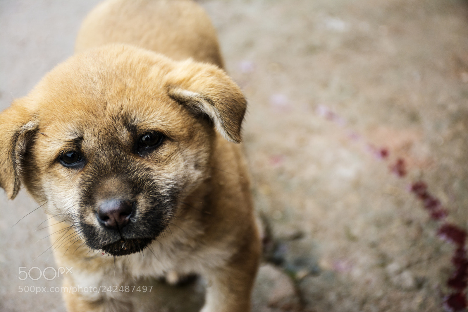 Nikon D7100 sample photo. Dog photography
