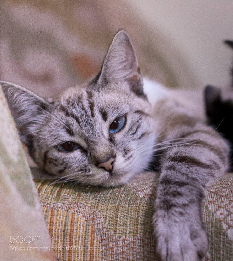 Canon EOS 750D (EOS Rebel T6i / EOS Kiss X8i) sample photo. Untitled photography