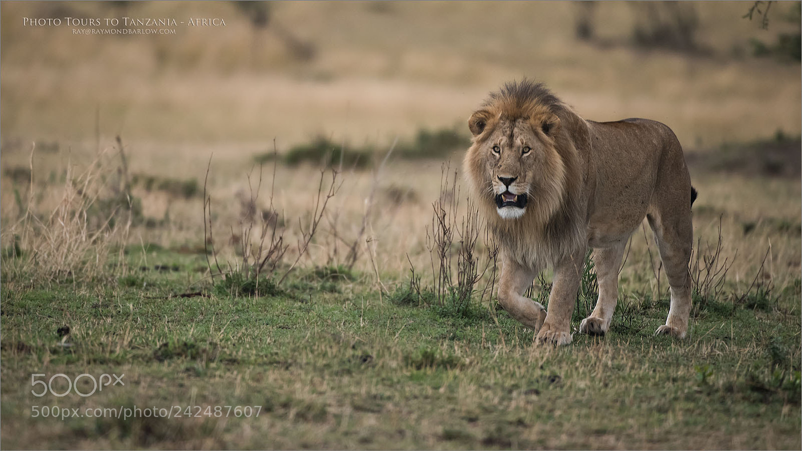 Nikon D810 sample photo. Male lion hunting photography