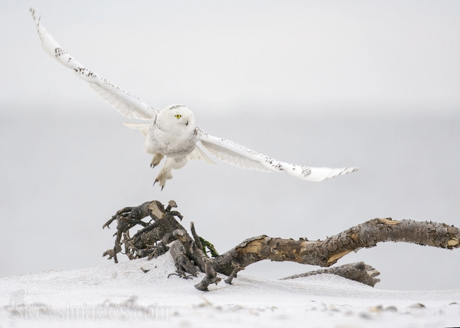 Nikon D7200 sample photo. White wing (snowy owl) photography