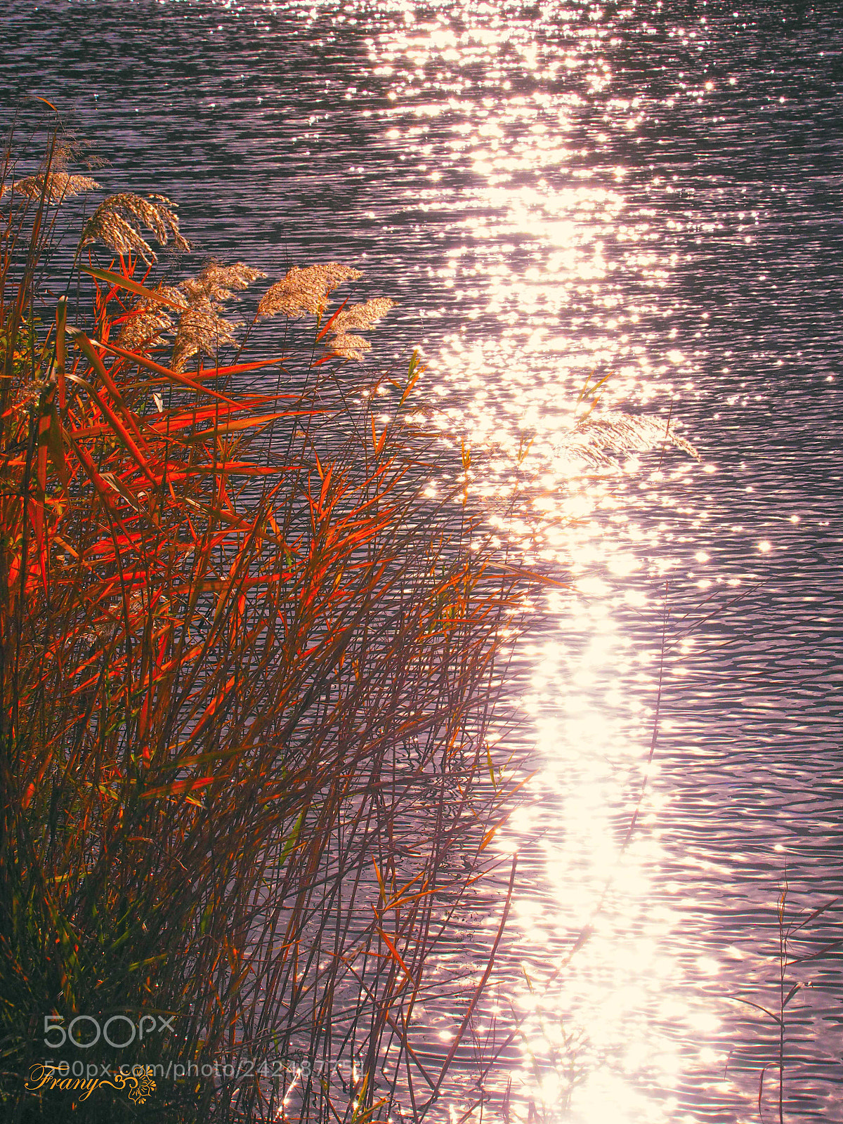Olympus OM-D E-M10 sample photo. Reflets photography