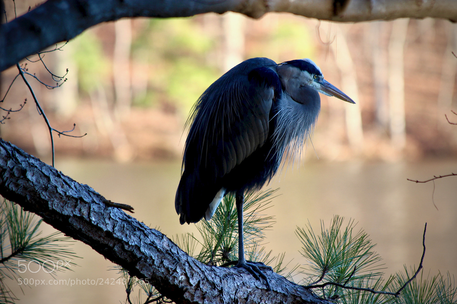 Canon EOS 100D (EOS Rebel SL1 / EOS Kiss X7) sample photo. Blue heron - 01 photography
