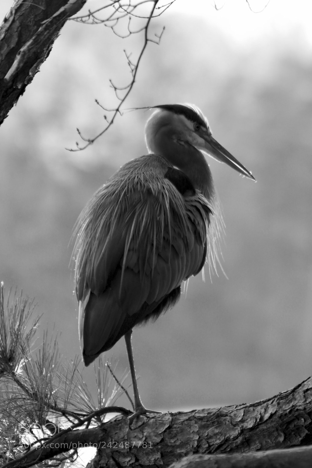 Canon EOS 100D (EOS Rebel SL1 / EOS Kiss X7) sample photo. Blue heron - 02 photography