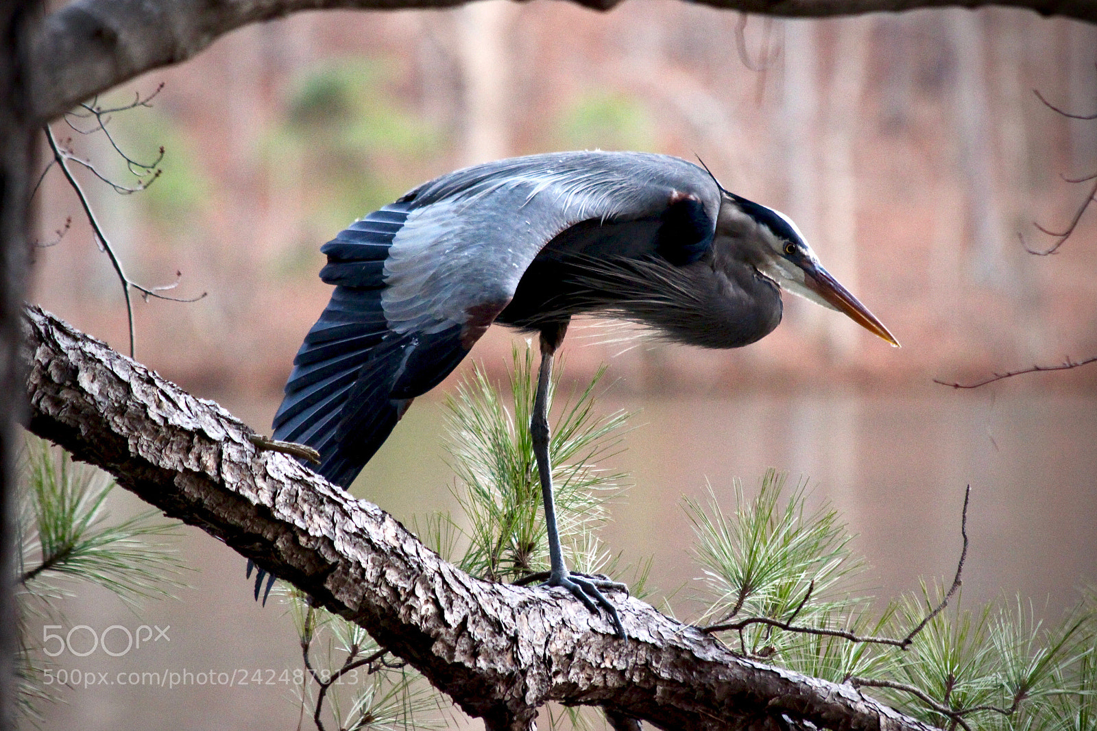 Canon EOS 100D (EOS Rebel SL1 / EOS Kiss X7) sample photo. Blue heron - 03 photography