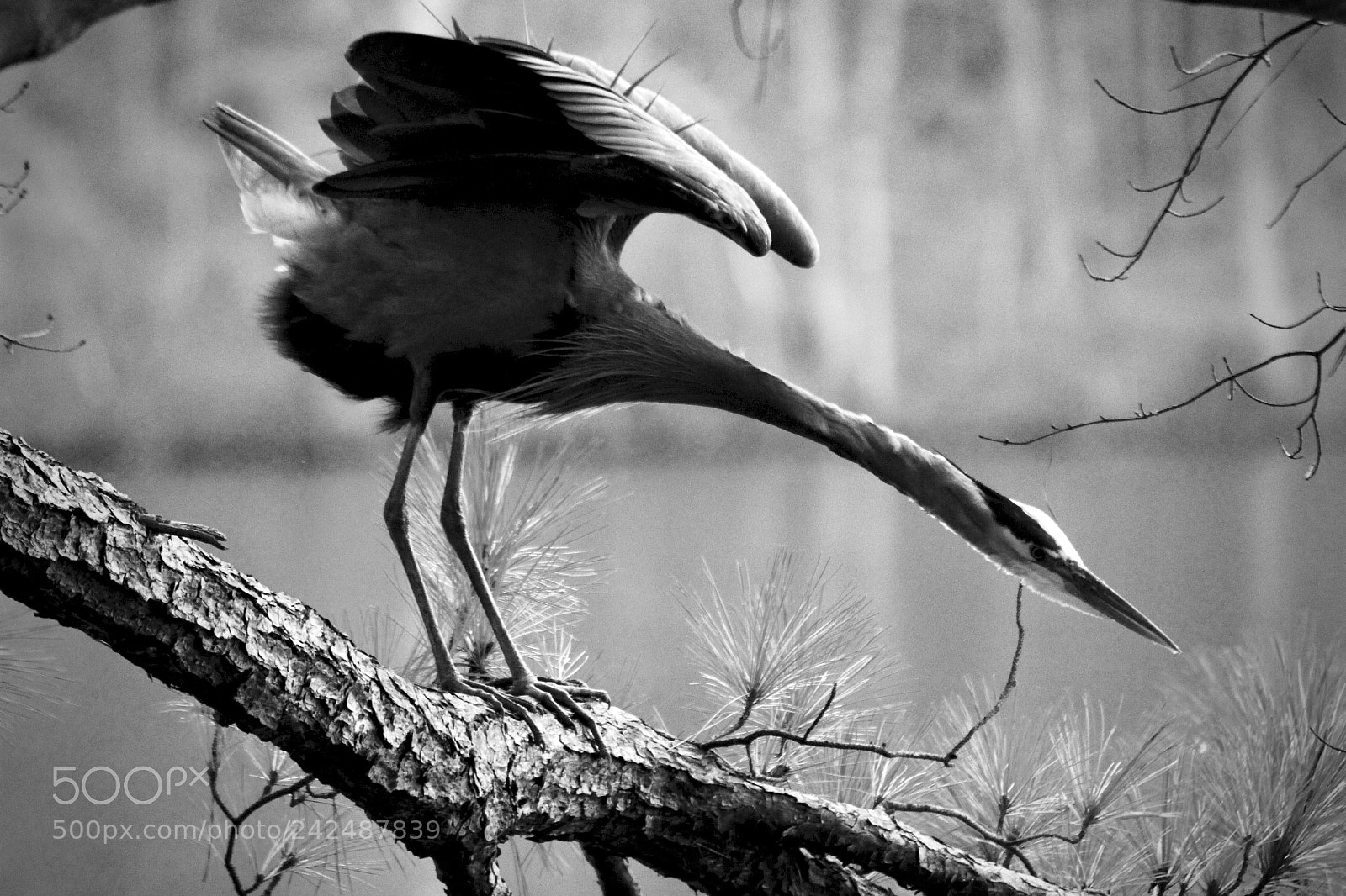 Canon EOS 100D (EOS Rebel SL1 / EOS Kiss X7) sample photo. Blue heron - 04 photography
