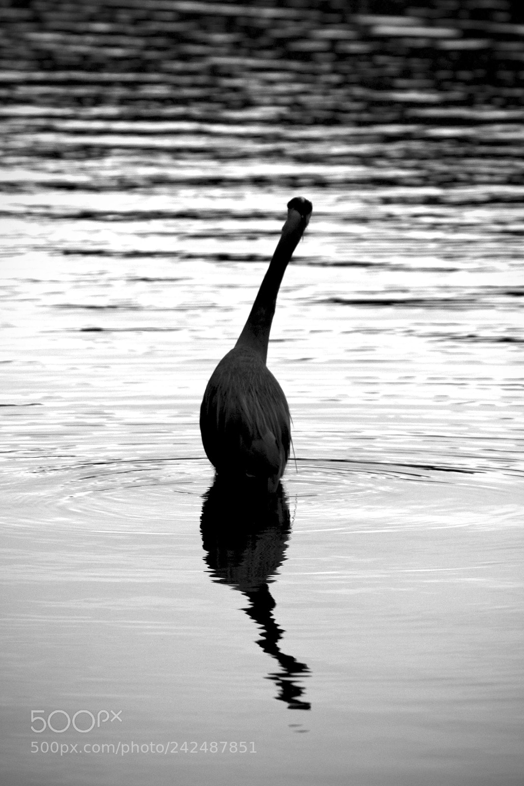 Canon EOS 100D (EOS Rebel SL1 / EOS Kiss X7) sample photo. Blue heron - 05 photography