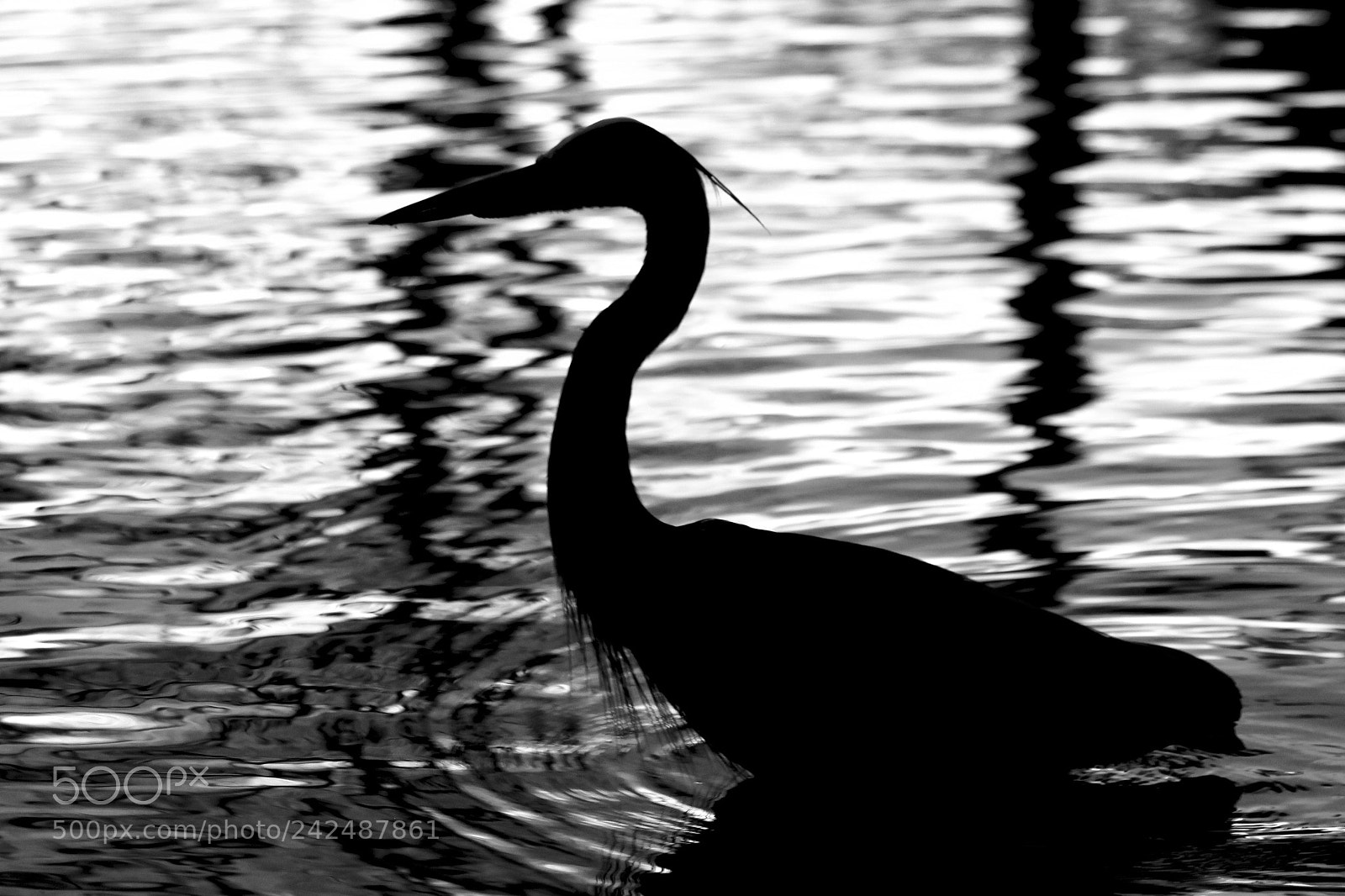 Canon EOS 100D (EOS Rebel SL1 / EOS Kiss X7) sample photo. Blue heron silhouette photography