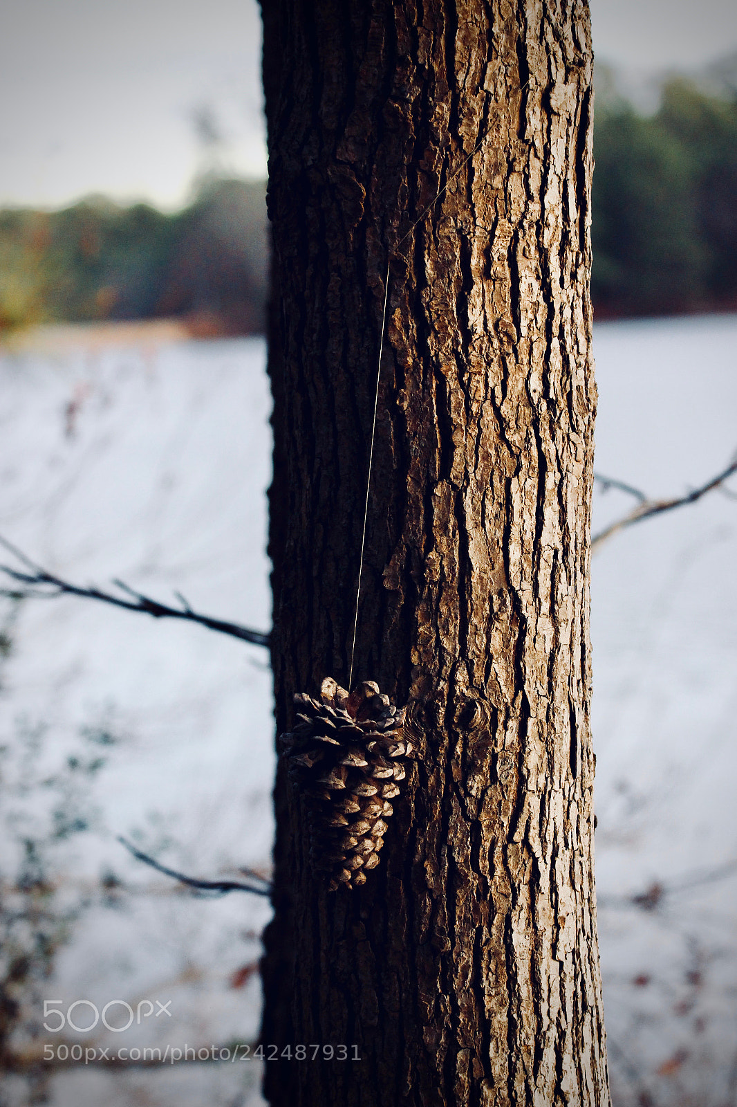 Canon EOS 100D (EOS Rebel SL1 / EOS Kiss X7) sample photo. Hanging pine cone photography