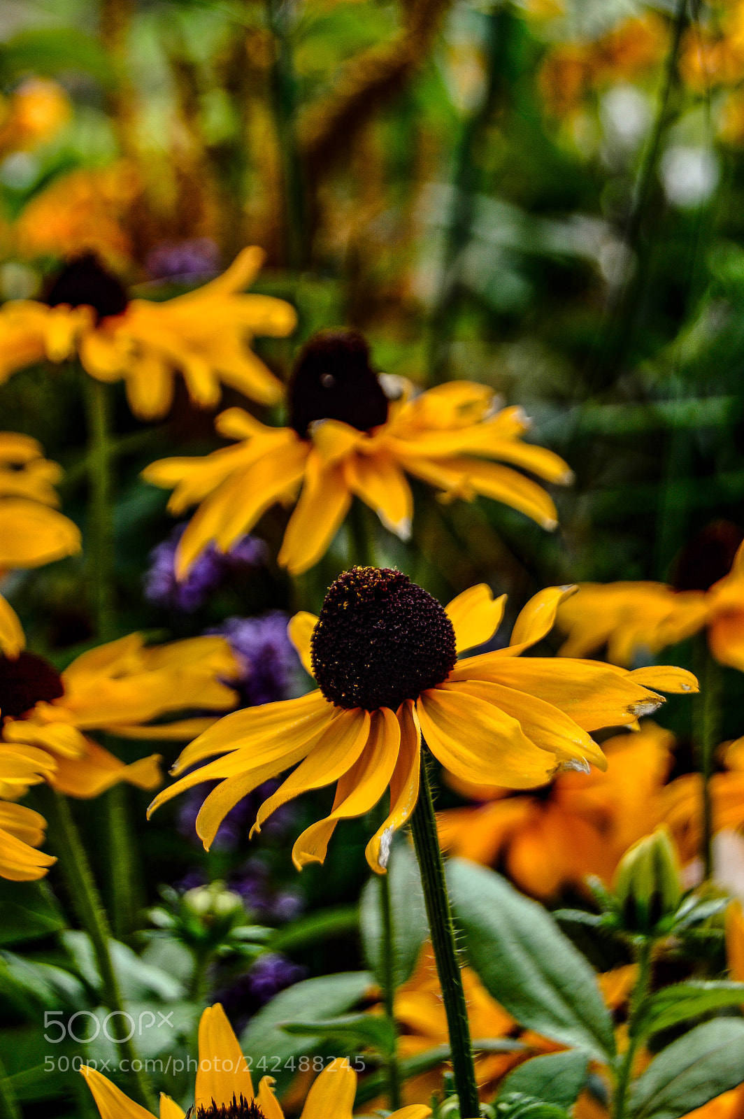 Nikon D3200 sample photo. Orange photography