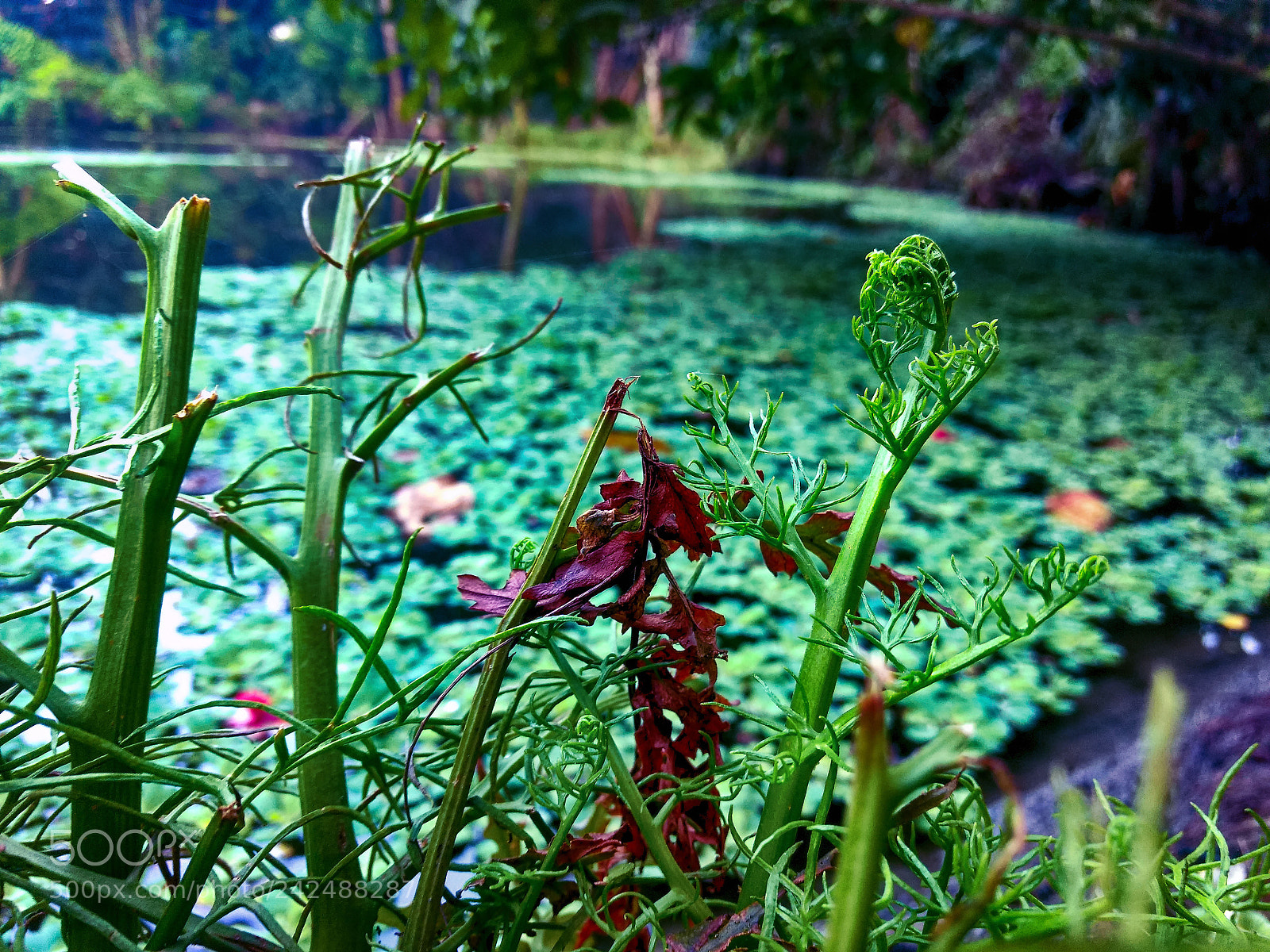 Motorola Moto G (4) sample photo. Green.. photography