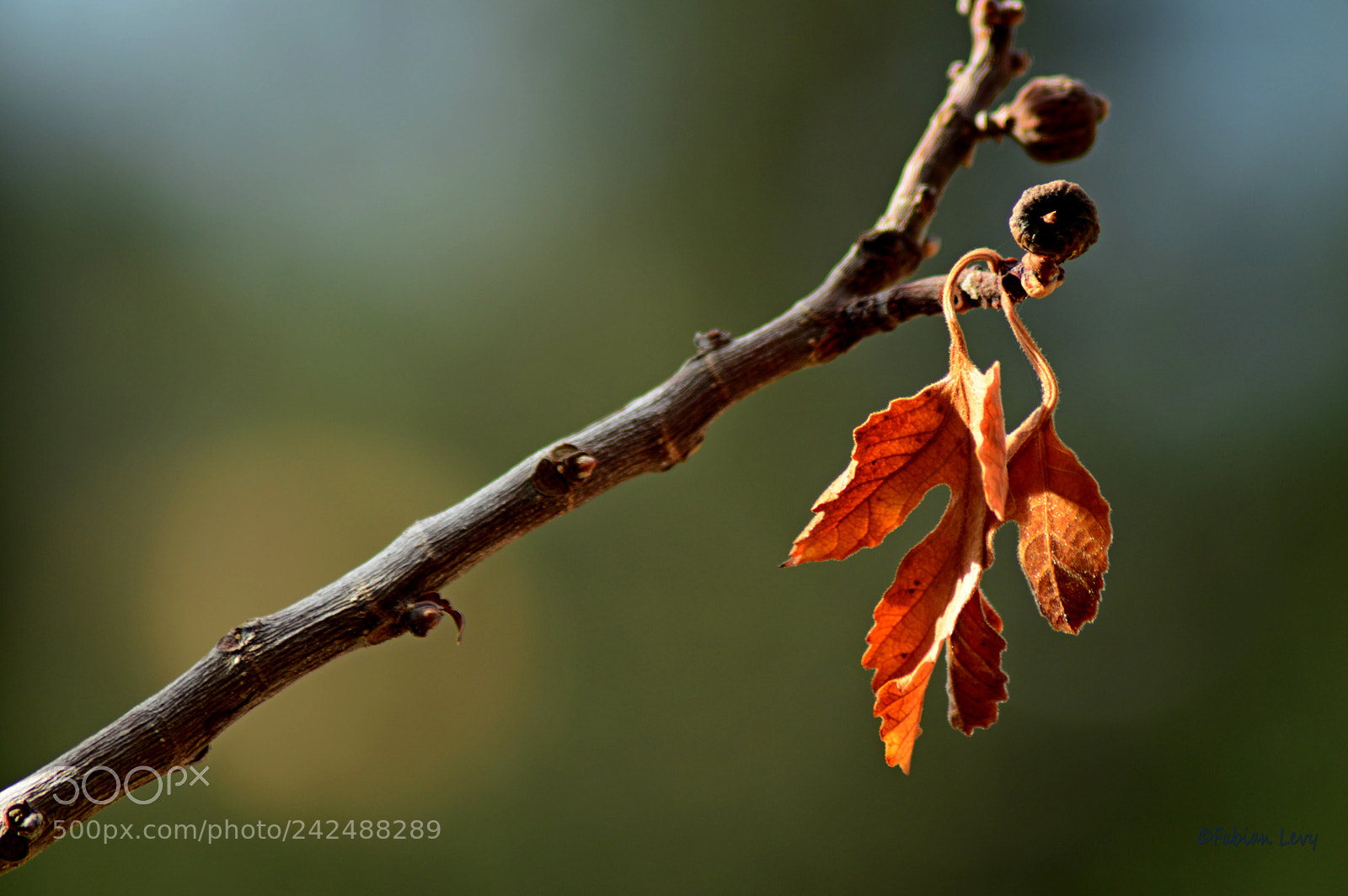 Nikon D3200 sample photo. Brote photography