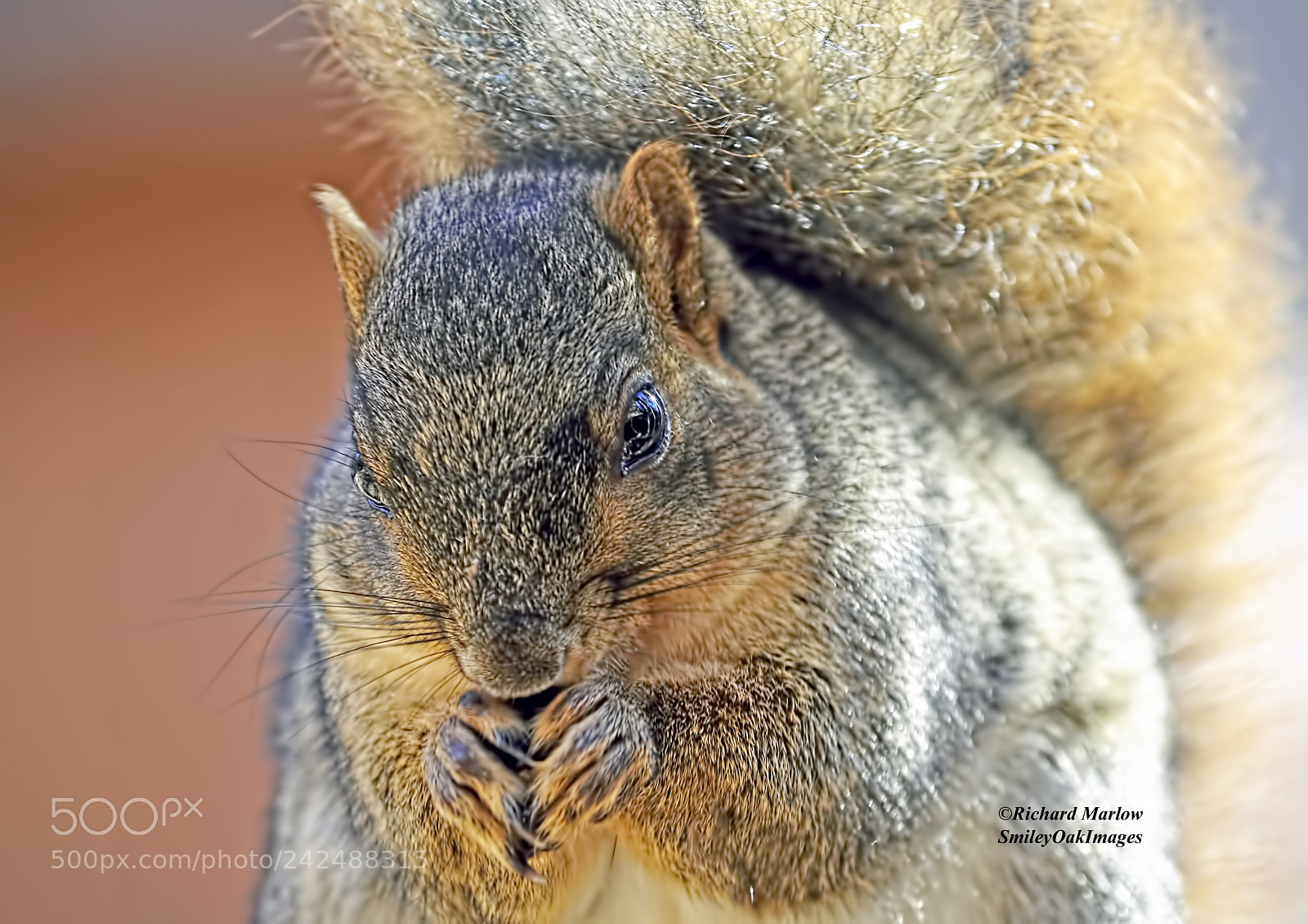 Nikon D5000 sample photo. Large fox squirrel photography