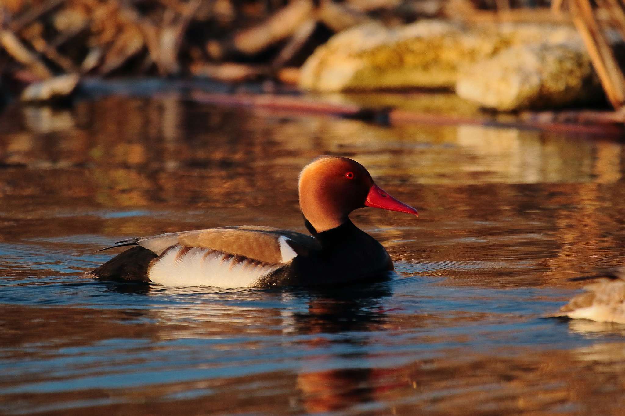 Canon EF 100-400mm F4.5-5.6L IS USM sample photo. Macar ördeği photography