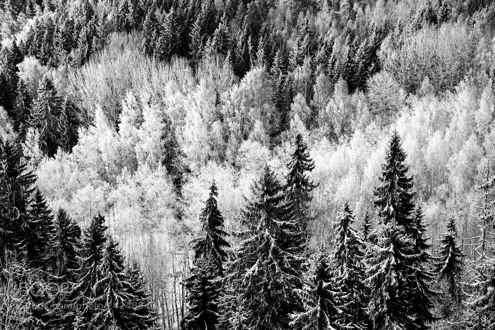 Fujifilm X-T2 sample photo. Frosty trees photography