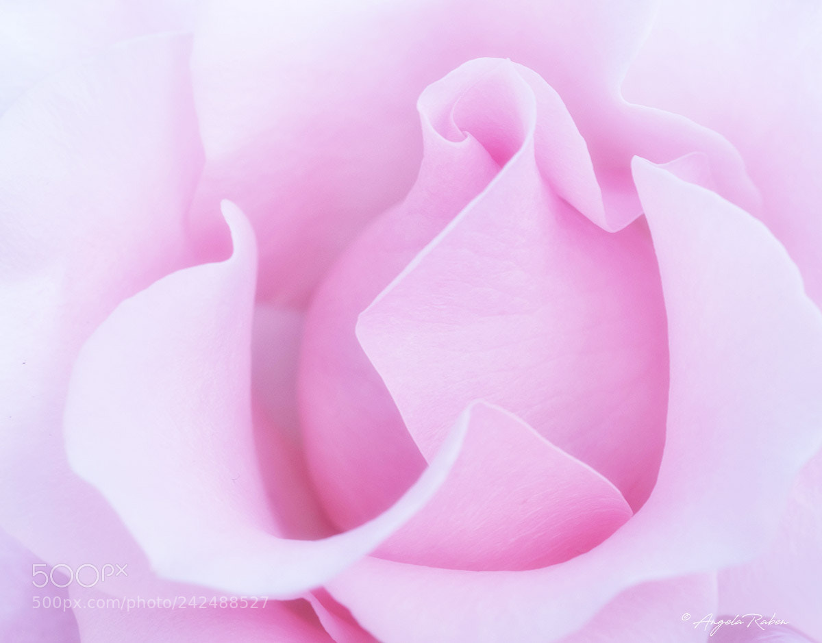 Olympus OM-D E-M5 II sample photo. Soft and tender photography