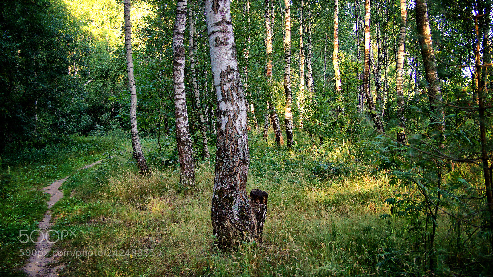 Sony SLT-A35 sample photo. Тропинка photography