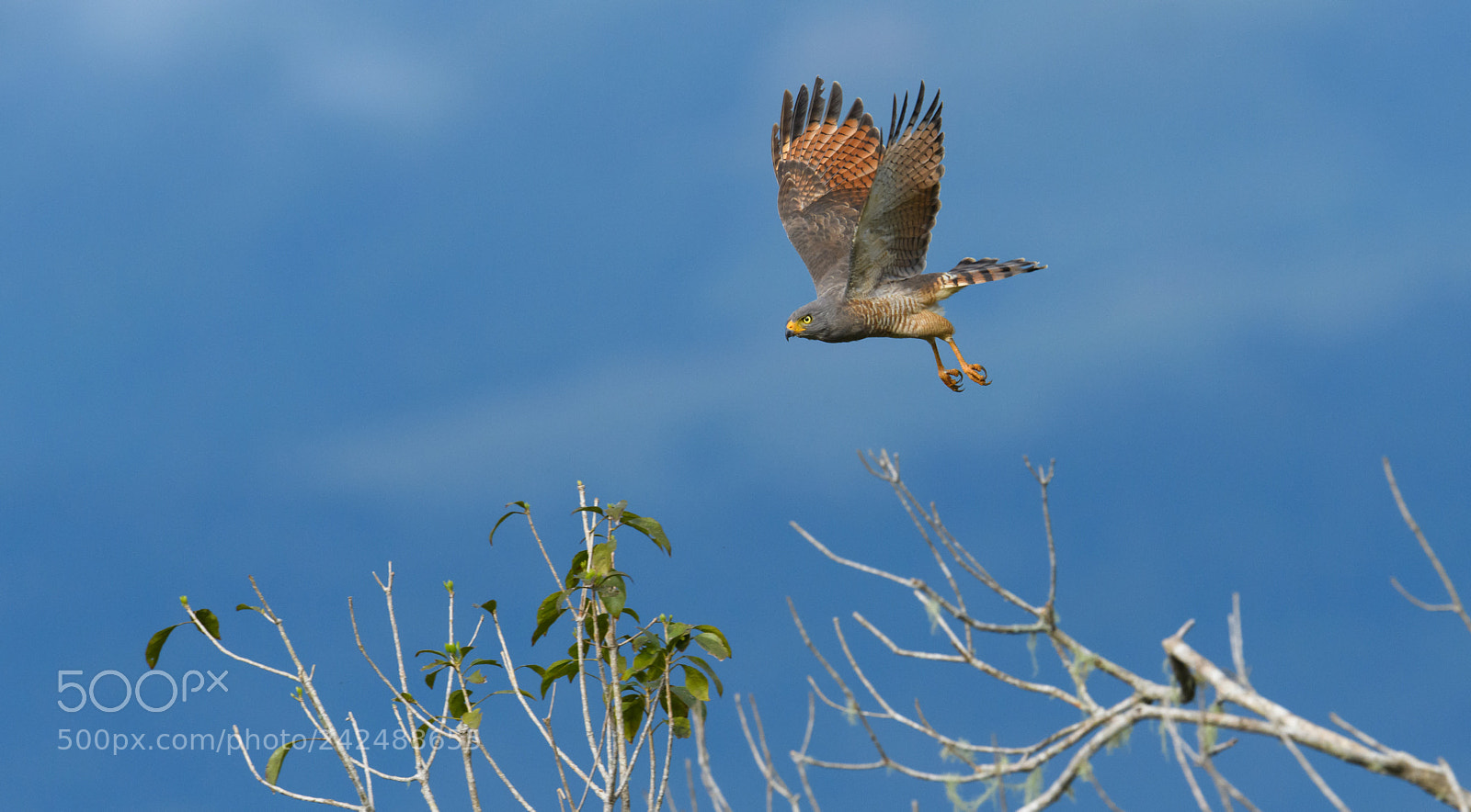 Nikon D850 sample photo. Roadside hawk on the photography