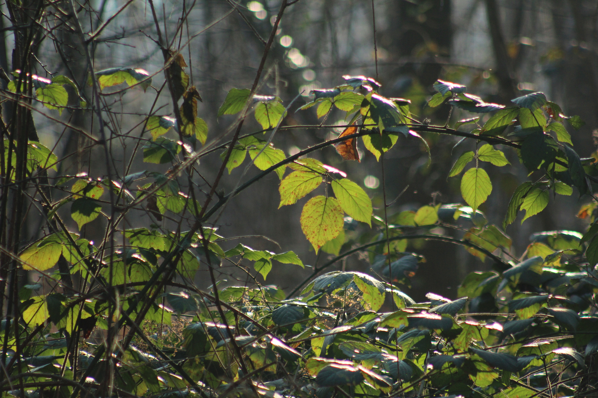 Canon EF 75-300mm f/4-5.6 USM sample photo. Img photography