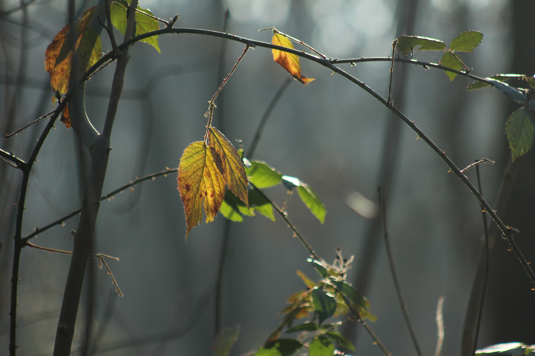 Canon EF 75-300mm f/4-5.6 USM sample photo. Img photography