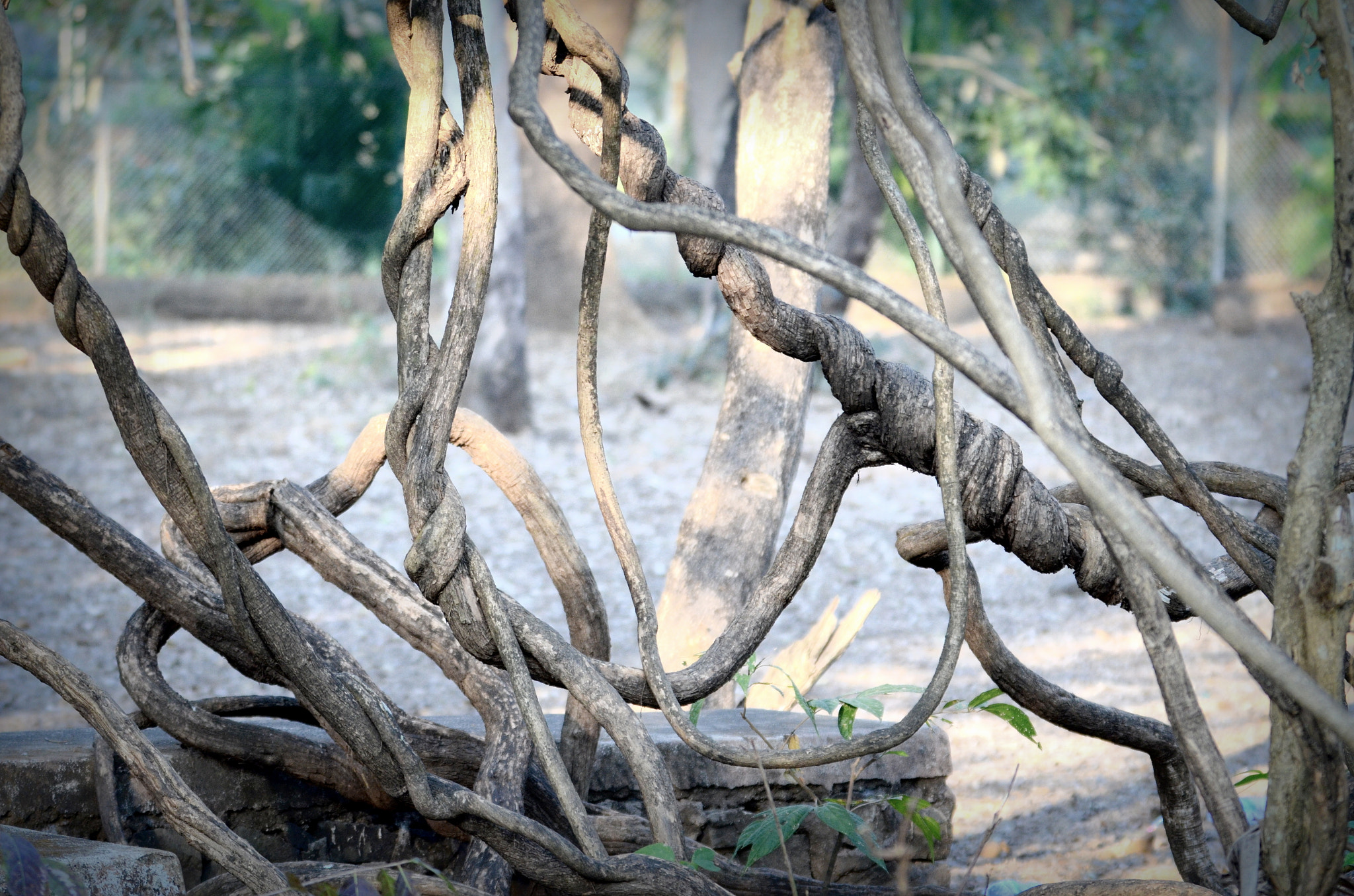 Nikon D5100 sample photo. Tangled memories photography