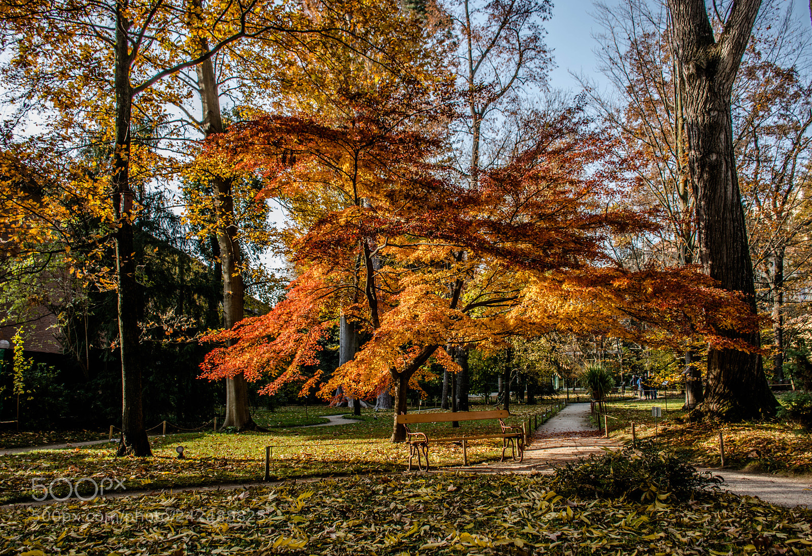 Nikon D7200 sample photo. Colours as autumn begins photography
