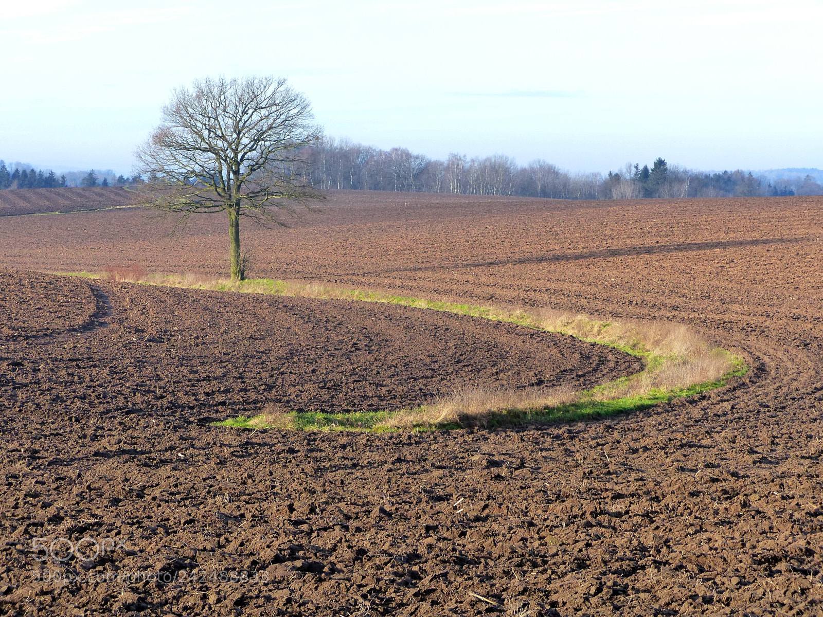Panasonic Lumix DMC-FZ200 sample photo. Lonely tree photography