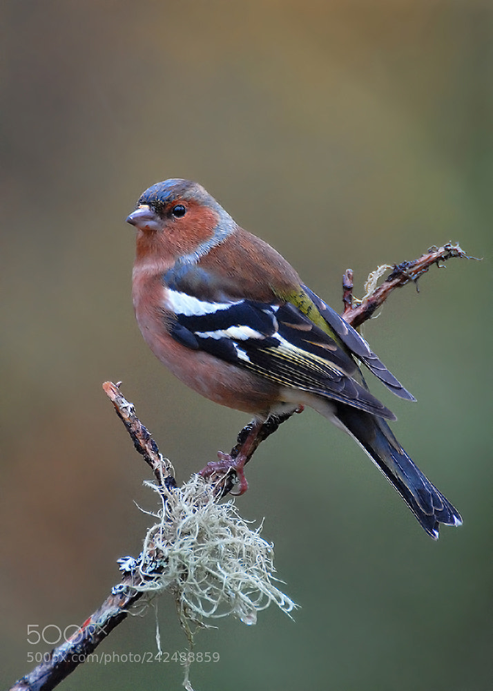 Nikon D200 sample photo. Chaffinch photography