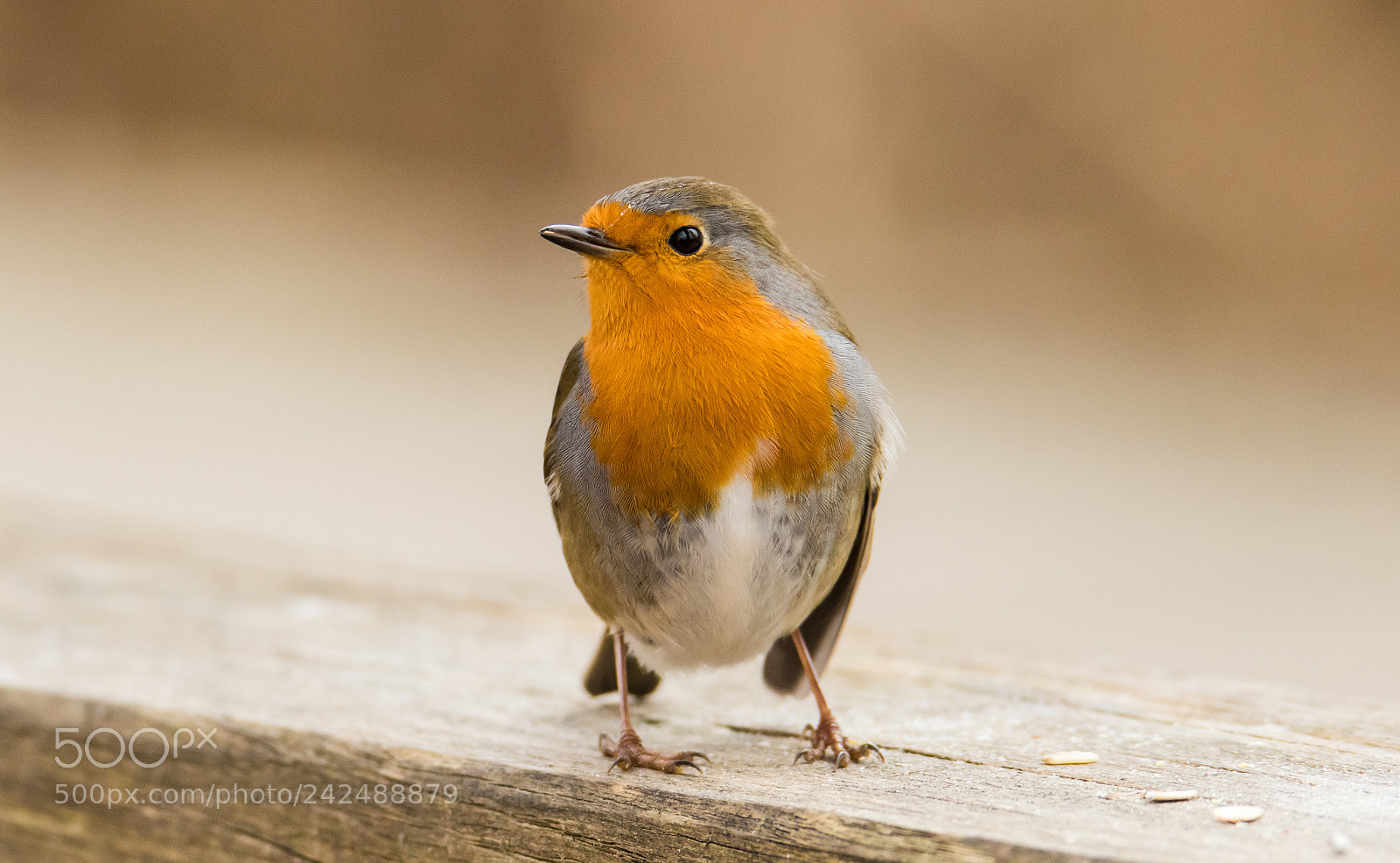 Canon EOS 7D Mark II sample photo. European robin (erithacus rubecula) 14012018 photography