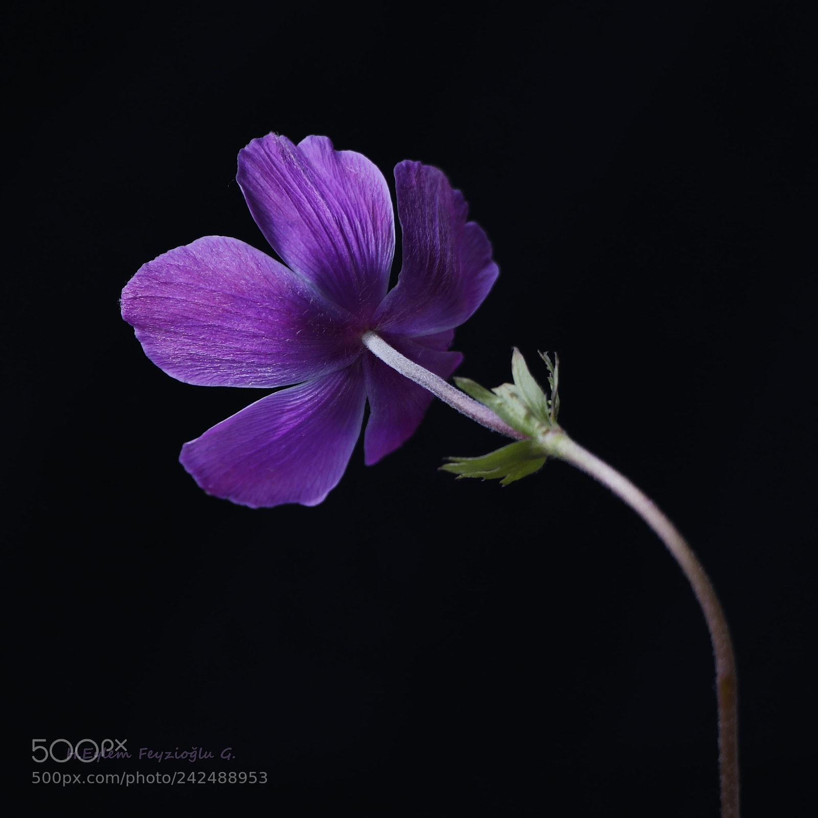 Samsung NX2000 sample photo. Anemone photography