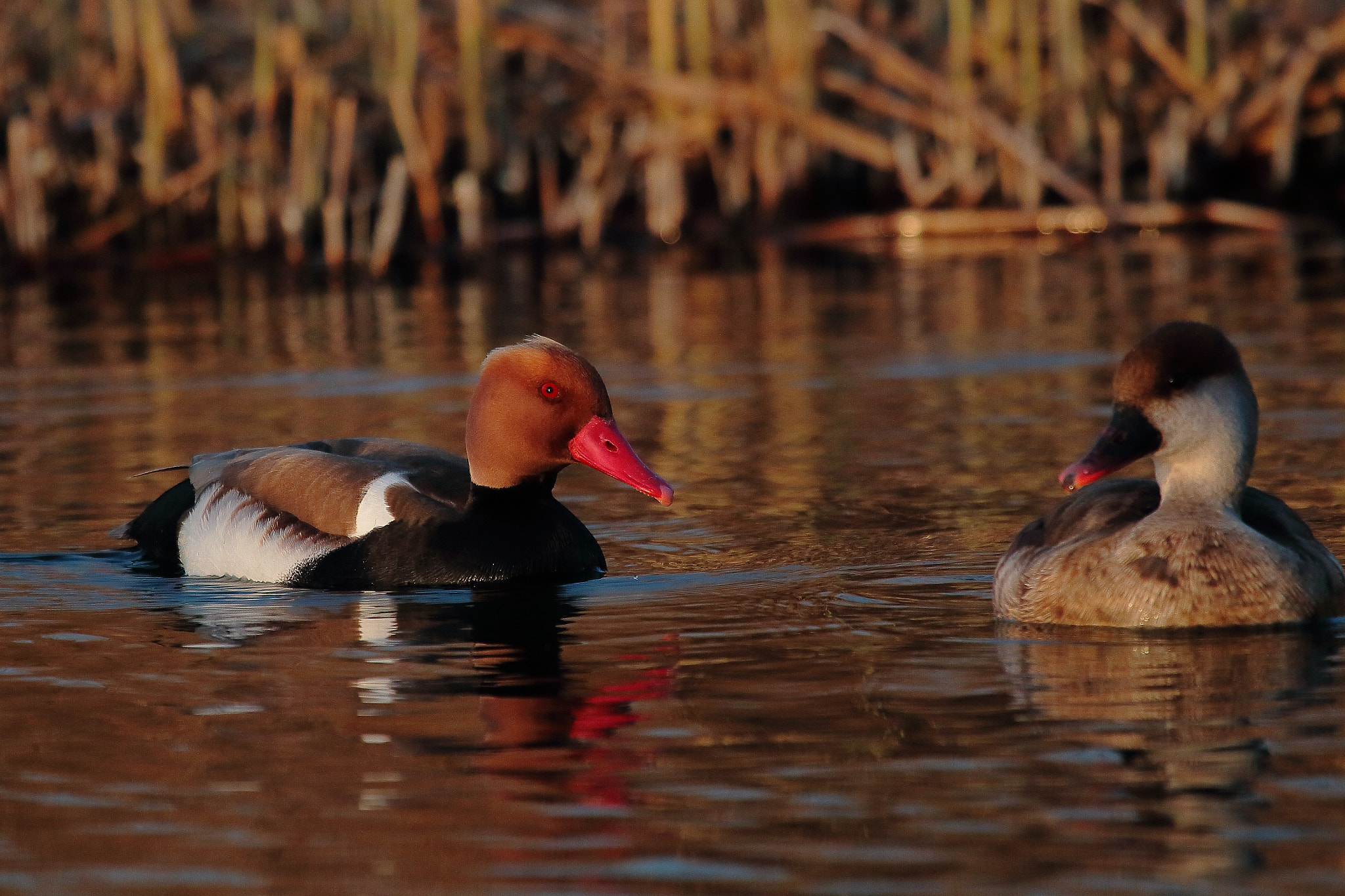 Canon EF 100-400mm F4.5-5.6L IS USM sample photo. Duck photography