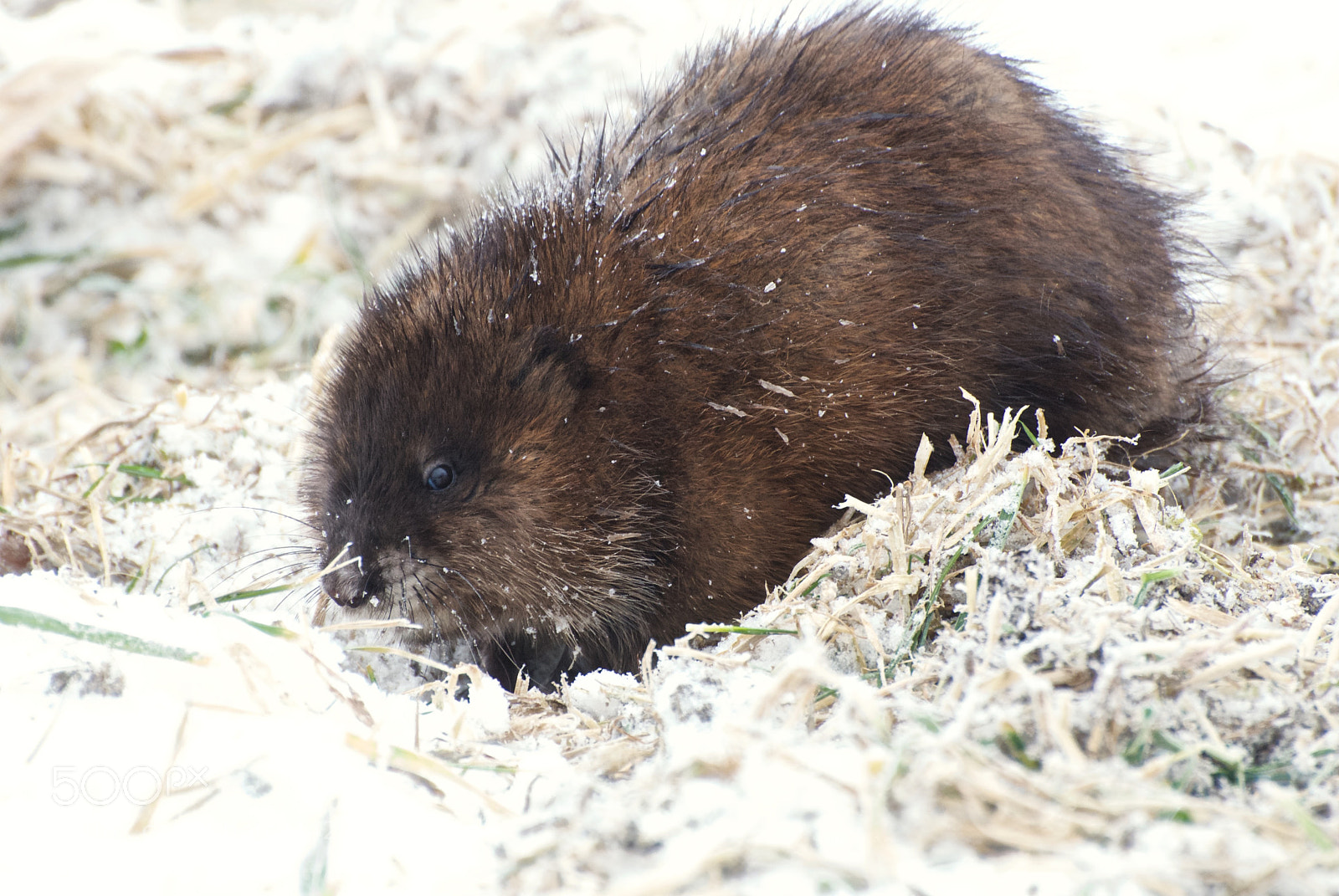 Nikon D80 sample photo. Muskrat photography