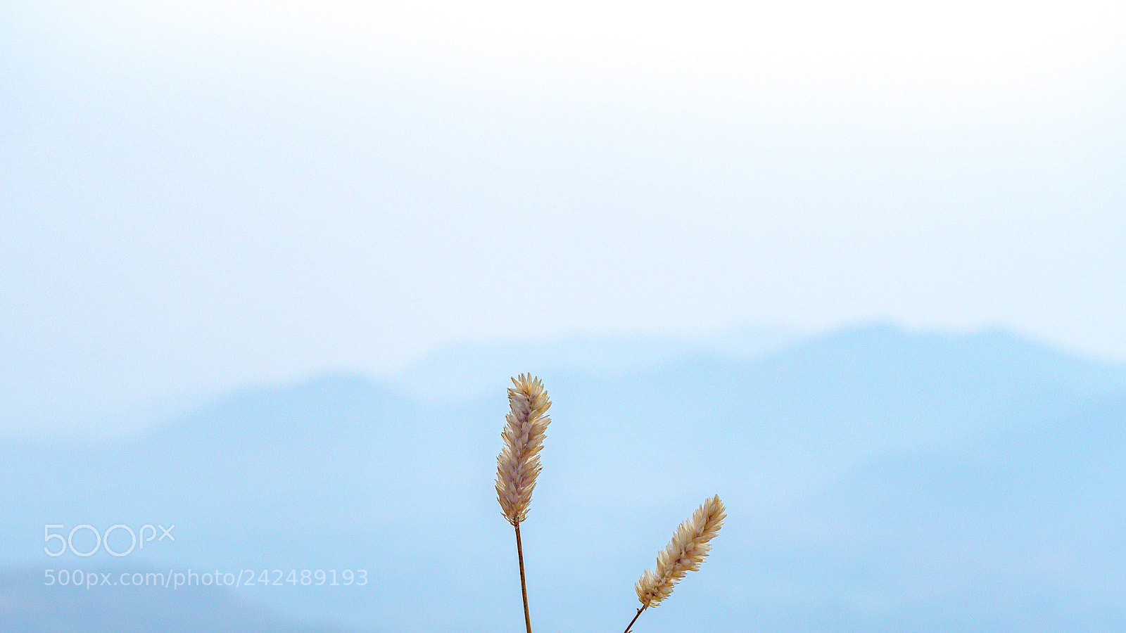 Olympus OM-D E-M10 II sample photo. Simplicity photography