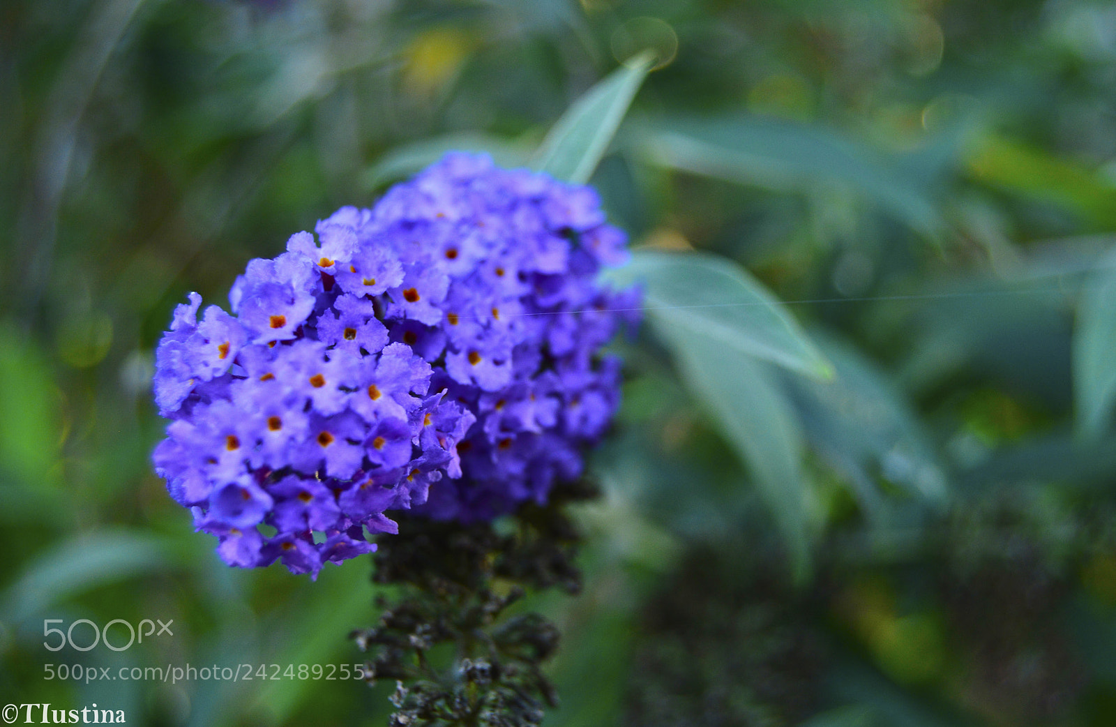Nikon D3200 sample photo. Flower photography